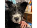 Adopt Oreo a Mixed Breed, Terrier