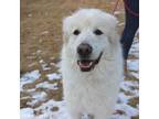 Adopt Oso A Great Pyrenees