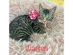 Adopt Warren a Tabby