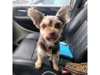Adopt Glitch a Yorkshire Terrier, Poodle