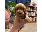 Cavapoo Puppy for sale in Mifflinburg, PA, USA