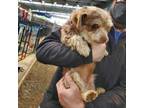Adopt Brownie a Poodle, Yorkshire Terrier