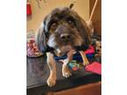 Adopt Oso a Yorkshire Terrier, Lhasa Apso