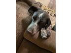 Adopt Jam a German Shorthaired Pointer