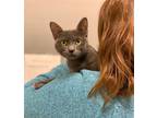 Adopt Danica a Gray or Blue Russian Blue / Mixed (short coat) cat in ROSENBERG