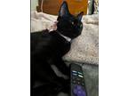 Adopt Raisin a All Black Domestic Shorthair / Mixed cat in Wilmington
