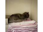 Adopt RHVA-Stray-rh671 a Gray or Blue Domestic Shorthair / Mixed cat in