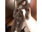 Adopt Sam a All Black Domestic Shorthair / Mixed cat in Harrisonburg