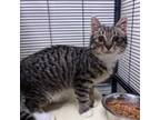 Adopt Dedushka a Gray or Blue Domestic Shorthair / Mixed cat in Ridgeland