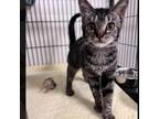 Adopt Babushka a Gray or Blue Domestic Shorthair / Mixed cat in Ridgeland