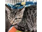 Adopt Daisy a All Black Domestic Shorthair / Mixed cat in Ridgeland