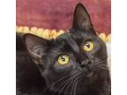 Adopt Cherry a All Black Bombay / Mixed (short coat) cat in Huntley