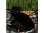 Adopt Denzel a All Black Domestic Shorthair / Mixed (short coat) cat in