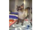 Adopt Turbo a Siamese cat in Cortland, NY (37229268)