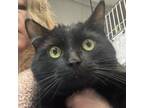Adopt Zoom a All Black Domestic Shorthair / Mixed cat in Spokane, WA (37229357)