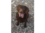 Adopt Zoey a Labrador Retriever / Mixed dog in Lincoln, NE (37229248)