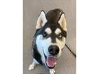 Adopt Ed a Siberian Husky / Mixed dog in Lincoln, NE (37229247)