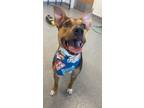 Adopt Rosie a Blue Heeler / Mixed dog in Lincoln, NE (37229238)