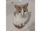 Adopt Tortilla a Orange or Red (Mostly) Domestic Shorthair / Mixed (short coat)