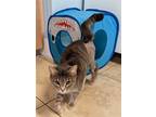 Adopt Ingrid a Gray, Blue or Silver Tabby Domestic Shorthair / Mixed (short