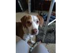 Adopt Winnie a White - with Brown or Chocolate Beagle / Hound (Unknown Type) /