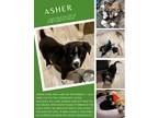 Adopt Asher a Black - with White Border Collie / Mixed dog in Edmonton