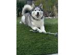 Adopt Teddy a Black - with Gray or Silver Husky / Mixed dog in Lake Elsinore