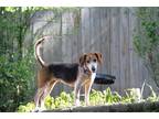 Adopt Caradoc a Tricolor (Tan/Brown & Black & White) Beagle / Mixed dog in