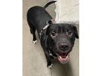 Adopt FEN a Black - with White Shar Pei / Mixed dog in Tucson, AZ (37229023)