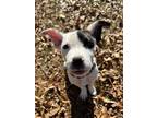 Adopt Olive a Black - with White Pit Bull Terrier / Labrador Retriever / Mixed