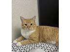 Adopt Yuno a Orange or Red Tabby Domestic Shorthair / Mixed (short coat) cat in