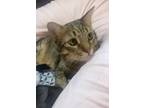 Adopt Gutsy a Gray, Blue or Silver Tabby American Shorthair / Mixed (short coat)