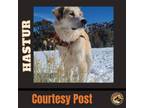 Adopt HASTUR a White Great Pyrenees / Mixed dog in Chandler, AZ (37223066)