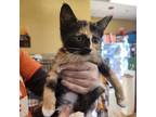 Adopt Gumdrop a All Black Domestic Shorthair / Mixed cat in Merriam