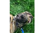 Adopt Maverick (WA) a Great Dane / Mixed dog in Bullard, TX (37227070)