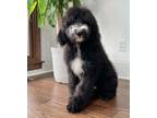 Adopt COCO a Black - with White Old English Sheepdog / Poodle (Standard) / Mixed