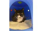 Adopt MOIRA a Domestic Shorthair / Mixed (short coat) cat in Warrenton