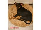 Adopt Monica a Black - with Brown, Red, Golden, Orange or Chestnut Hound