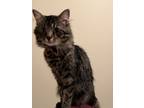 Adopt Milo a Black (Mostly) Domestic Mediumhair / Mixed (medium coat) cat in