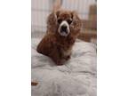 Adopt Ava a Red/Golden/Orange/Chestnut Cavalier King Charles Spaniel / Mixed dog