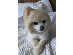 Adopt Jojo a White Pomeranian / Mixed dog in Sanford, FL (37226736)