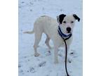 Adopt Lola a White - with Black American Pit Bull Terrier / Great Dane / Mixed