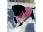 Adopt Haven a Black Labrador Retriever / Mixed dog in Keswick, ON (37222841)