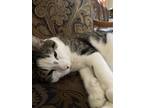 Adopt Oreo a Gray or Blue American Shorthair / Mixed (short coat) cat in Staten