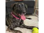 Adopt Suri a Brindle German Shepherd Dog / Labrador Retriever / Mixed dog in