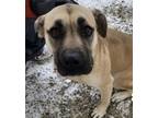 Adopt “Fawn” a Tan/Yellow/Fawn - with Black Black Mouth Cur / Mastiff /