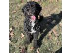 Adopt Mirabelle a Black Old English Sheepdog / Poodle (Miniature) / Mixed dog in