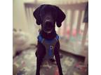 Adopt Raven a Black Great Dane / Mixed dog in Vail, AZ (37226632)