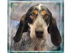 Adopt Stan a Bluetick Coonhound / Mixed dog in Lagrange, IN (37226381)