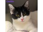 Adopt Cookie a Domestic Shorthair / Mixed (short coat) cat in Lagrange